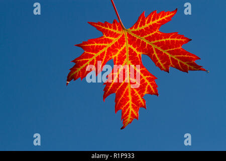 Silver maple (Acer saccharinum) single leaf of a garden tree on a twig in Autumn. Powys, Wales. September. Stock Photo