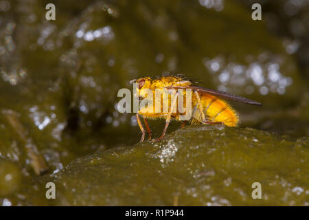 Yellow Dungfly (Scathophaga stercoraria) adult on cowdung. Powys, Wales. October. Stock Photo