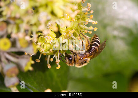 Ivy Bee (Colletes hederae) adult female collecting pollen from Ivy (Hedera helix) flowers. Sussex, England. October. Stock Photo