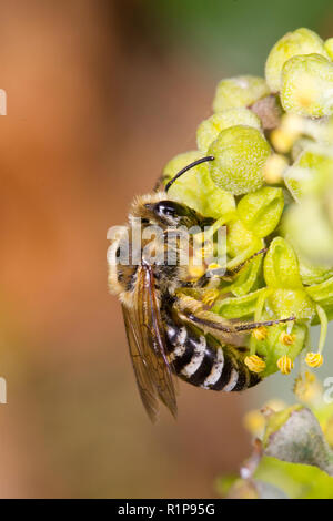 Ivy Bee (Colletes hederae) adult female collecting pollen from Ivy (Hedera helix) flowers. Sussex, England. October. Stock Photo