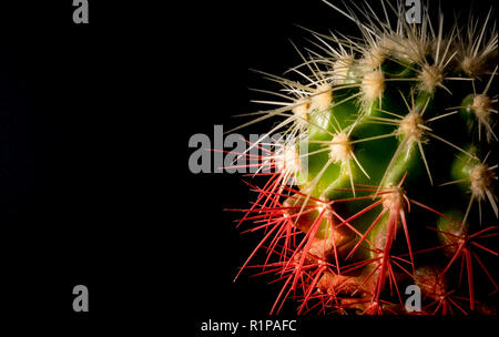 Cactus in a pot on a black background closeup 2018 Stock Photo