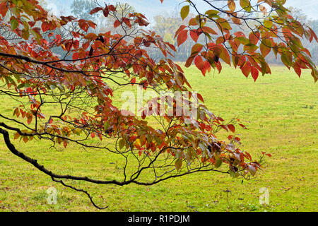 Flowering dogwood tree branches with autumn foliage overhanging a pasture in Cades Cove, Great Smoky Mountains National Park, Tennessee, USA Stock Photo