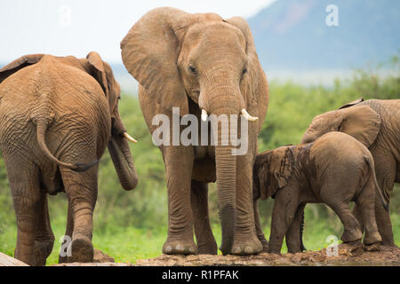 Elephant (Loxodonta africana) group at waterhole in Madikwe game reserve South Africa with babies and adults Stock Photo