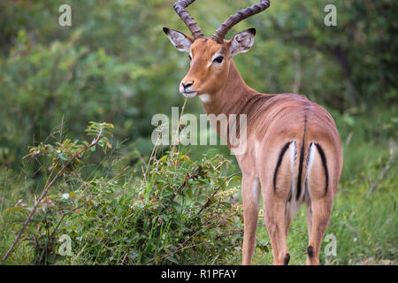 Impala (Aepyceros melampus) male ram antelope portrait and close up in wild of Madikwe game reserve South Africa Stock Photo