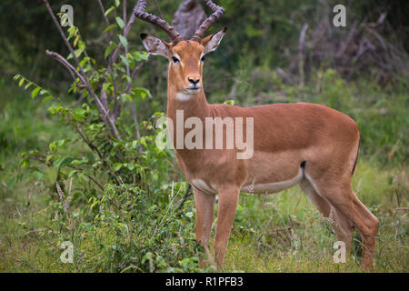 Impala (Aepyceros melampus) male ram antelope portrait and close up in wild of Madikwe game reserve in South Africa Stock Photo