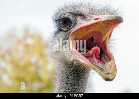 Angry Ostrich Close up portrait, Close up ostrich head (Struthio camelus) Stock Photo