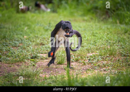 Portrait of Geoffroy's Spider Monkey Stock Photo