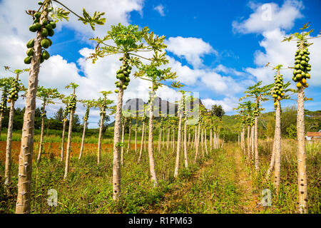 View of young papaya garden with mountain in background under beautiful blue cloudy sky. Tubuai island, Austral (Tubuai) islands, French Polynesia. Stock Photo