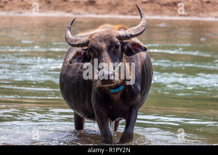 Don Det, Laos - April 22, 2018: Wild buffalo in the waters of the Mekong river on the 4000 islands zone near Cambodian border Stock Photo