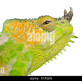 Close-up of Four-horned Chameleon, Chamaeleo quadricornis, in front of white background Stock Photo