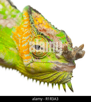 Close-up of Four-horned Chameleon, Chamaeleo quadricornis, in front of white background Stock Photo