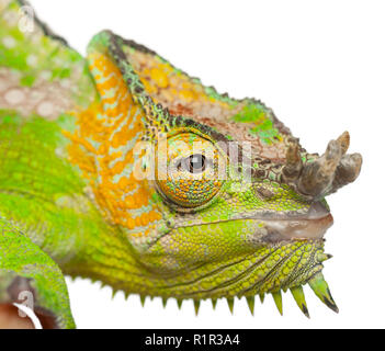 Close-up of Four-horned Chameleon, Chamaeleo quadricornis, in front of white background Stock Photo