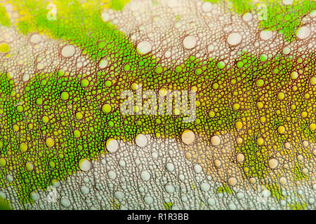 Close-up of Four-horned Chameleon skin, Chamaeleo quadricornis Stock Photo