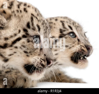 Snow leopards, Uncia uncia or Panthera uncial, 2 months old, in front of white background Stock Photo