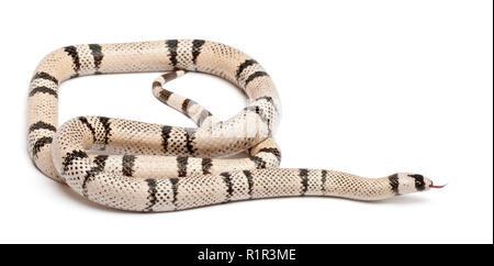 Ghost Honduran milk snake, Lampropeltis triangulum hondurensis, in front of white background Stock Photo