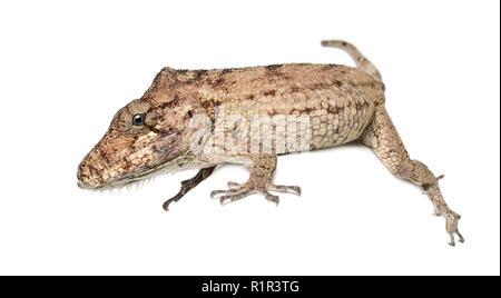 Oriente Bearded Anole or Anolis porcus, Chamaeleolis porcus, Polychrus is a genus of lizards, commonly called bush anoles, against white background Stock Photo