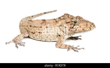 Oriente Bearded Anole or Anolis porcus, Chamaeleolis porcus, Polychrus is a genus of lizards, commonly called bush anoles, against white background Stock Photo