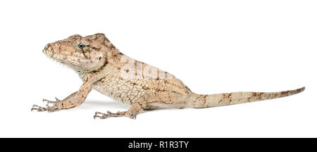 Oriente Bearded Anole or Anolis porcus, Chamaeleolis porcus, Polychrus is a genus of lizards, commonly called bush anoles, against white background Stock Photo