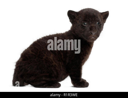 Jaguar cub, 2 months old, Panthera onca, sitting against white background Stock Photo