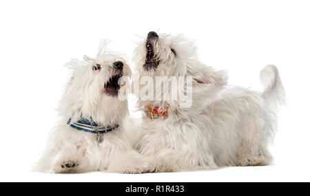 348 Two Maltese Dogs Stock Photos - Free & Royalty-Free Stock