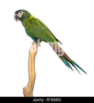 Golden-collared macaw perched on a branch, isolated on white Stock Photo