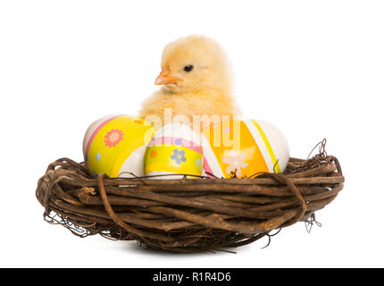 Chick (8 days old) standing in a nest with Easter eggs Stock Photo