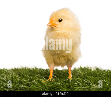Chick (2 days old) standing in grass Stock Photo