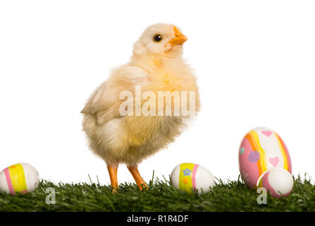 Chick (8 days old) standing in grass with Easter eggs Stock Photo