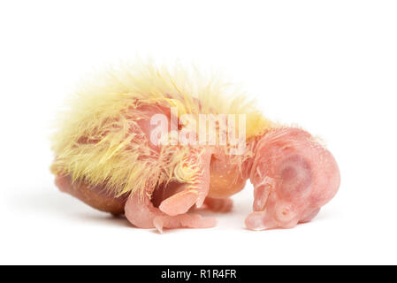 Cockatiel chick  - Nymphicus hollandicus (1 day old), isolated on white Stock Photo