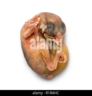 Dead House Sparrow chick Stock Photo