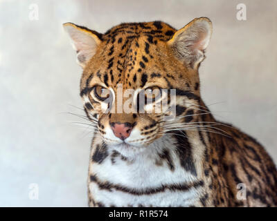 Ocelot Leopardus pardalis Portrait (captive) Stock Photo