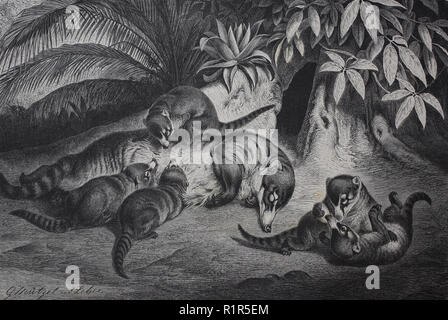 Digital improved reproduction, white-nosed coati, Nasua narica, also known as the coatimundi is a species of coati and a member of the family Procyonidae, raccoons, original print from the year 1880