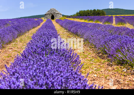 lavender field with dry stone cottage Borie, Ferrassières, Provence, France Stock Photo