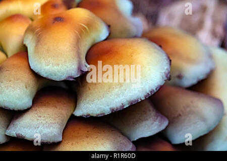 Orange inedible poisonous mushrooms in the forest. Close up view Stock Photo