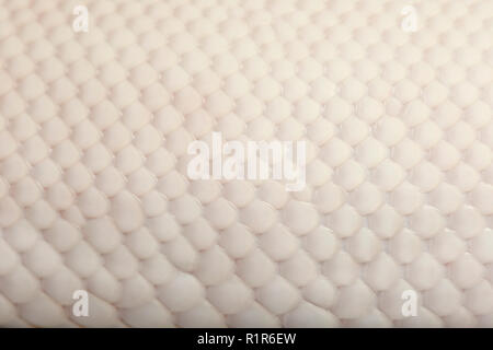 Female pied spider Royal python, Python regius, in front of white ...