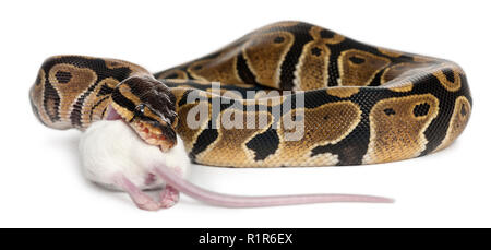 Python Royal python eating a mouse, ball python, Python regius, in front of white background Stock Photo