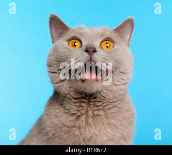 British Shorthair cat, 2 years old, in front of blue background Stock Photo