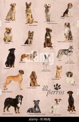 Dog breeds poster in Spanish Stock Photo