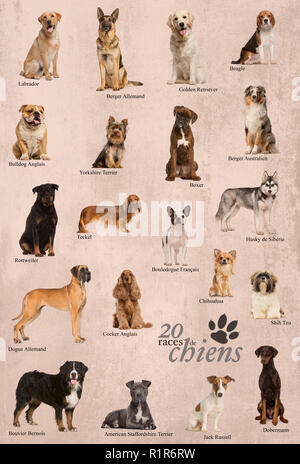 Dog breeds poster in French Stock Photo