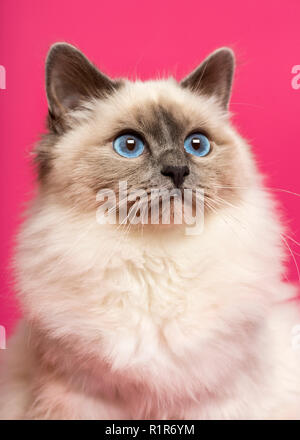 Close-up of a Birman cat, looking up, on pink background Stock Photo