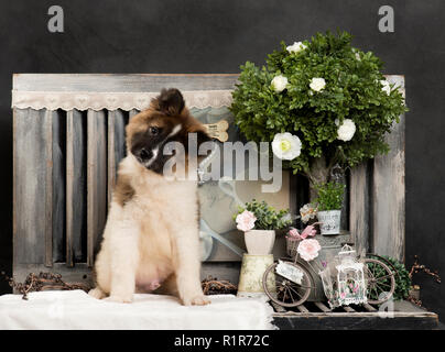 American Akita in front of a rustic background Stock Photo