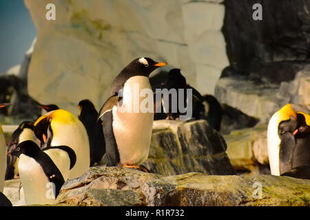 Orlando, Florida. September 21, 2018. Penguins with them friends at Seaworld. Stock Photo