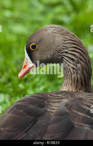 Lesser White-fronted Goose (Anser erythropus). Head. Portrait showing distinctive yellow eye ring, white forehead, pink bill, furrowed, striated neck feathers. Stock Photo