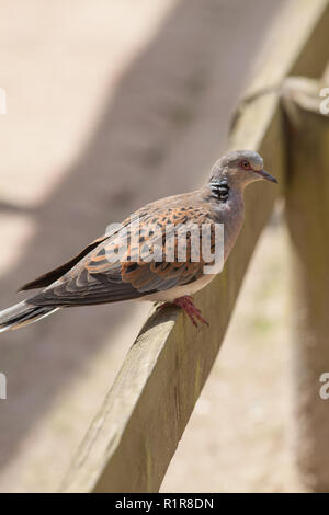 Turtle Dove Mediterranean Sea Hi Res Stock Photography And Images Alamy
