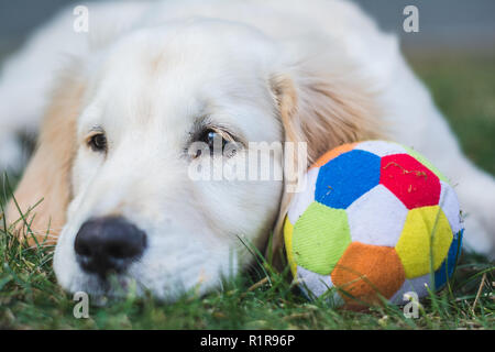 Cute golden retriever puppy rest on the grass after playing with a colorful ball Stock Photo