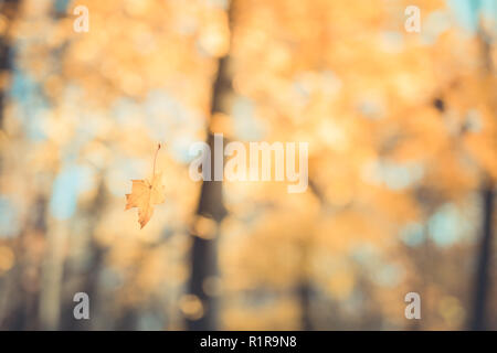 Autumn landscape. Autumn tree leaves sky background. Beautiful fall leaves and blurry bokeh background Stock Photo