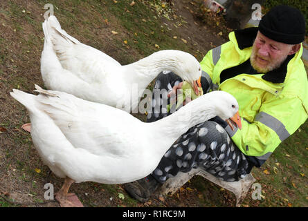 03 November 2018, Saxony, Kaditzsch: Henry Vogel feeds his two geese 'Margot' (in front) and 'Erich' on the market place of the small village. Henry Vogel spent the first 16 hours of life of the goose-chicks with the now eight-month-old animals on a mattress in the stable. With this he has gained her confidence, eats out of his hand and follows him every step of the way. For the daily change for Margot and Erich he sits almost every day for several hours on the village square surrounded by motorways and planted with a lime tree. Photo: Waltraud Grubitzsch/dpa-Zentralbild/ZB Stock Photo