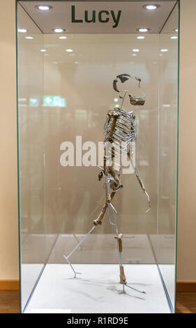 14 November 2018, Hessen, Frankfurt/Main: A replica of the skeleton 'Lucy' can be found in a showcase in the Senckenberg Museum. The US palaeoanthropologist Johanson discovered the Australopithecus afarensis skeletal remains 44 years ago in Ethiopia. The skeleton 'Lucy' was long regarded as the oldest evidence of the upright gait of our ancestors. Photo: Silas Stein/dpa Stock Photo