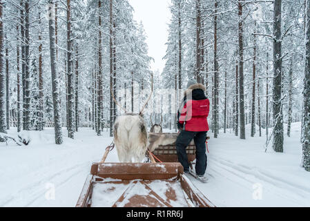 Reindeer sledging in Rovaniemi, Finland Stock Photo