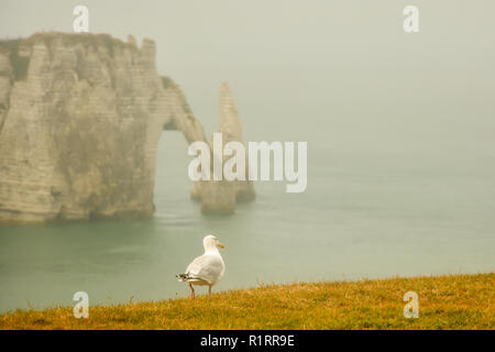 Seagull looking at famous cliff-arch in Etretat, France Stock Photo